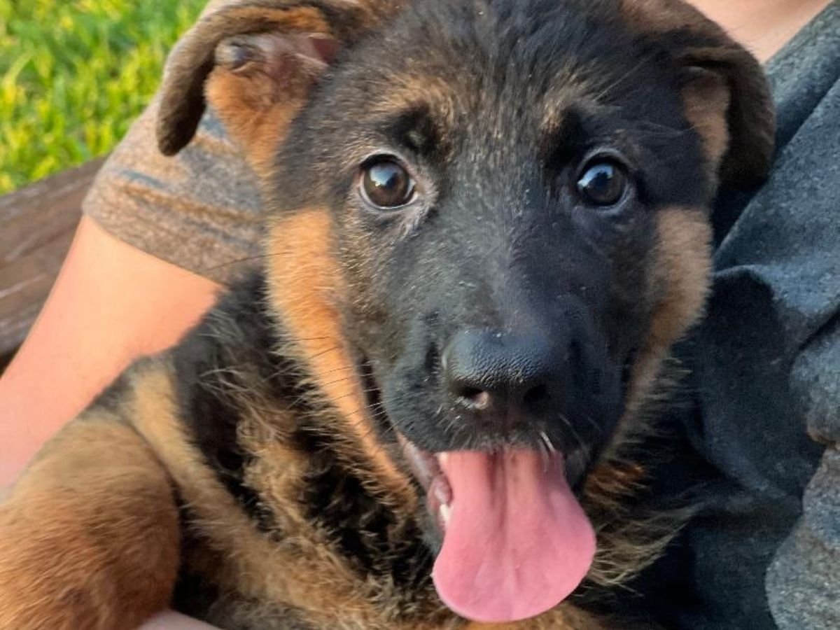 Purebred German Shepherd Puppies for Sale in Texas