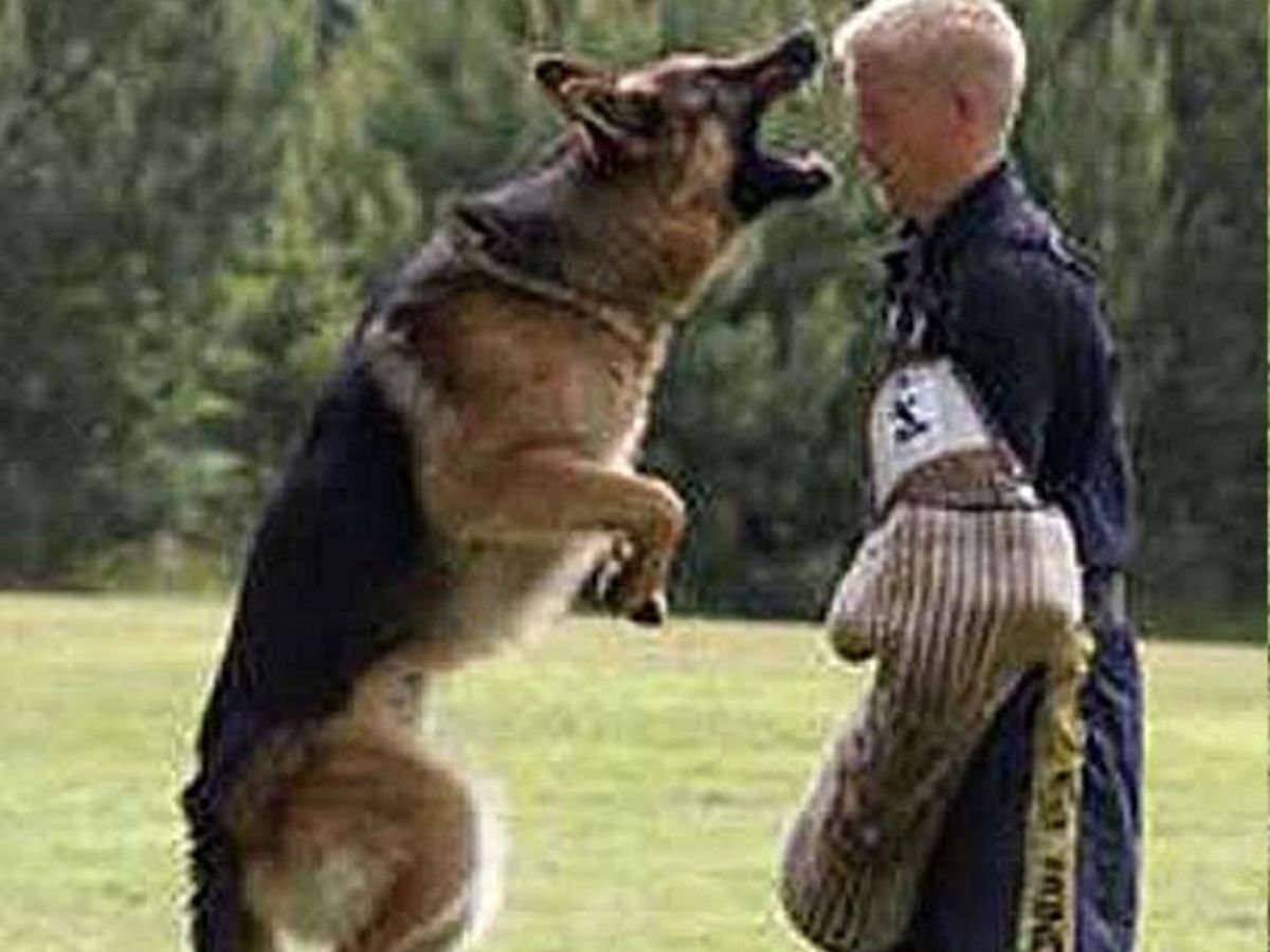 Trained GSD for Sale in Texas | Fleischer Heim