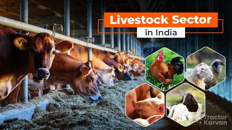 Importance of the Livestock Sector in India