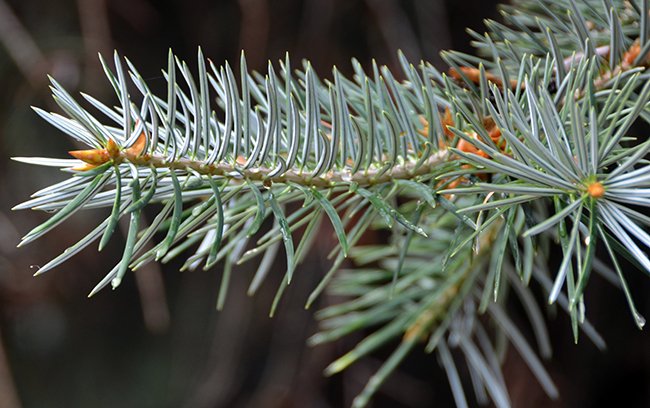 Explore Premium Santa Lucia CBD Products for Natural Wellness