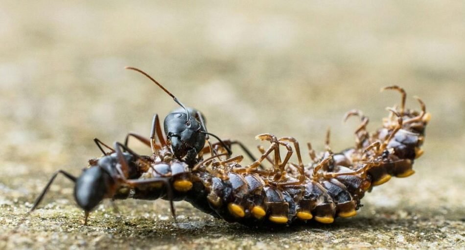 Ant-Exterminator-Ottawa-1-1024×512-1