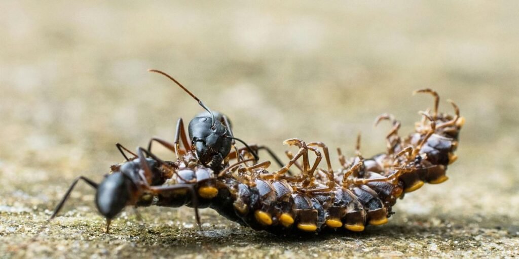 Spider Exterminator Ottawa