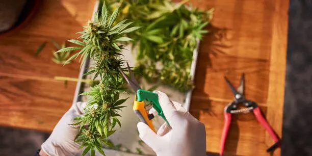 Cannabis-Pruning-Scissors