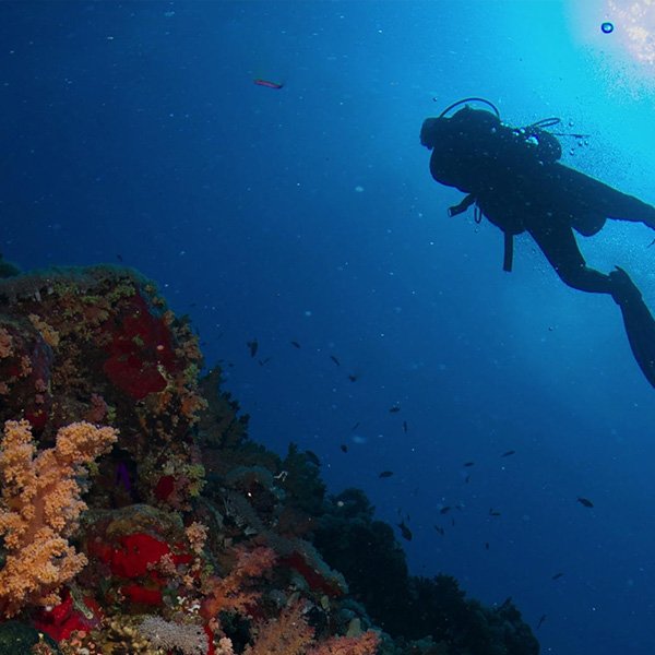 Red Sea Diving Adventure | 5-Day Guided Tour