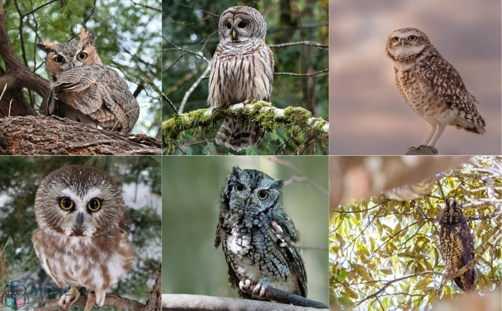 Eastern Screech Owl: Facts, Habitat, and Nocturnal Behavior