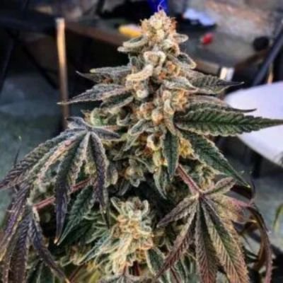 Grow-Tent-Kits-For-Beginners