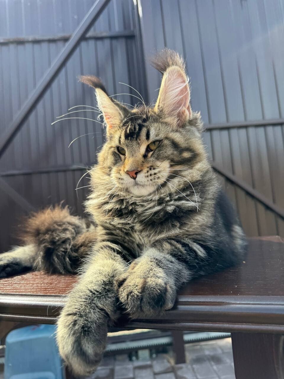 maine coon kittens for sale under $1000