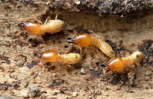 Termite-Detection