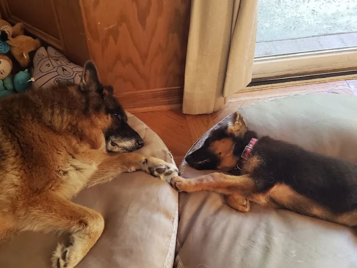 Elite German Shepherd Protection Dogs in Texas