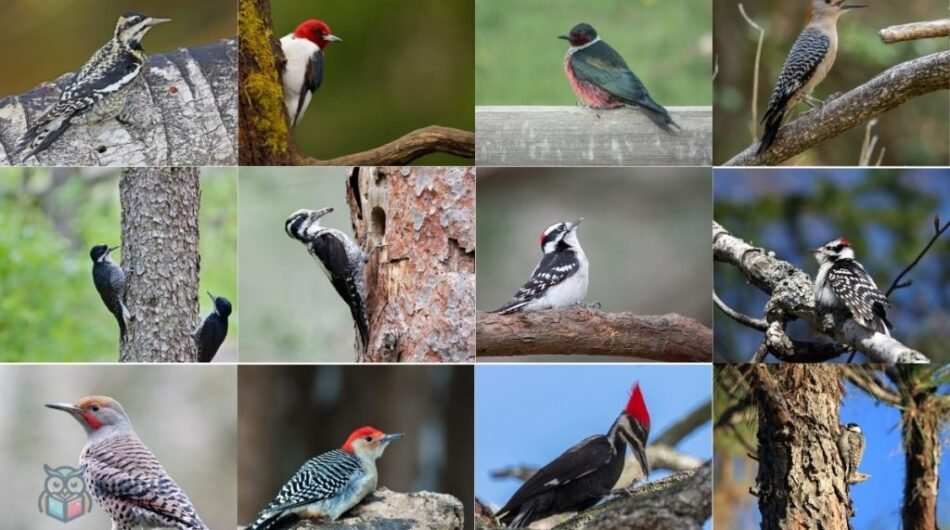 Woodpeckers-Of-Michigan