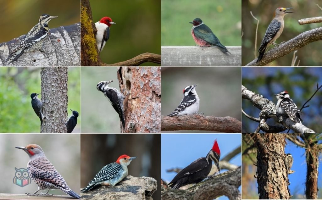 Discover the Rhythms of Michigan’s Woodlands