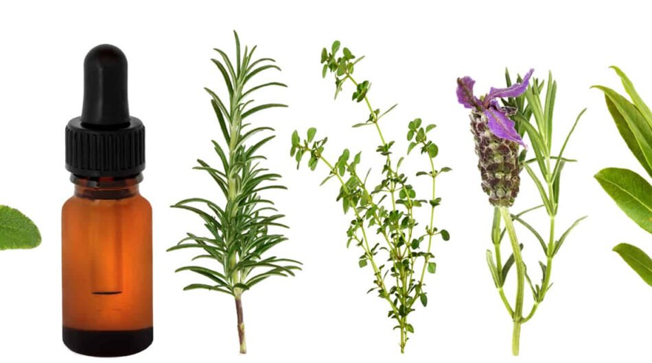 header-essentialoils