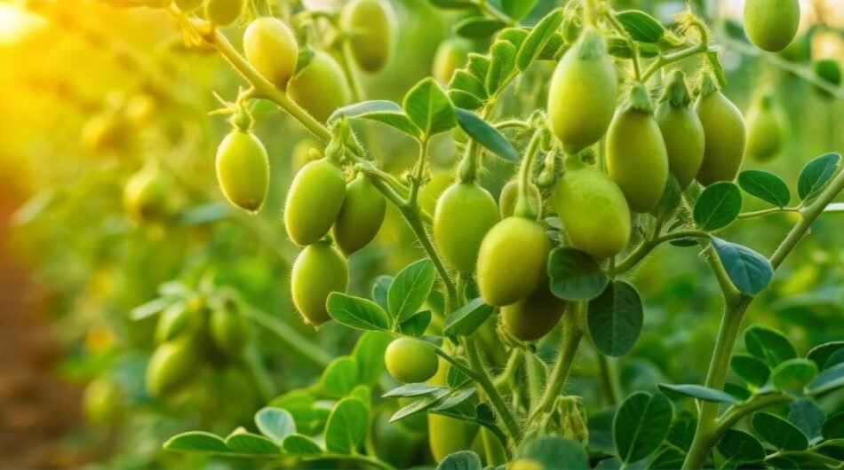 भरघोस-उत्पन्नासाठी-हरभरा-लागवड-तंत्रज्ञानाचे-मार्गदर्शन