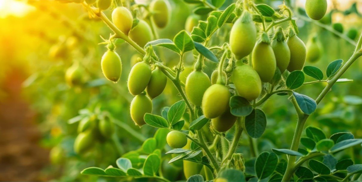 Boost Soil Health Crop Yields Naturally Kan Biosys