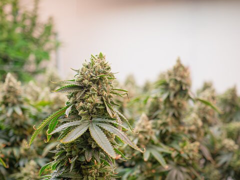 360_F_976550711_Uwy6I15DHNhyCsRWbZvMzRsUy0cko7BP