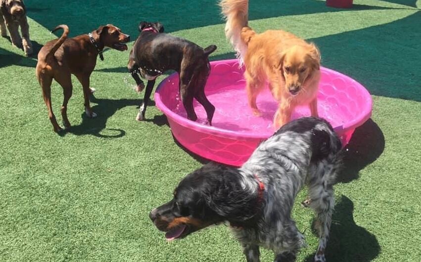 Underdog Kennels Dog Daycare and Boarding