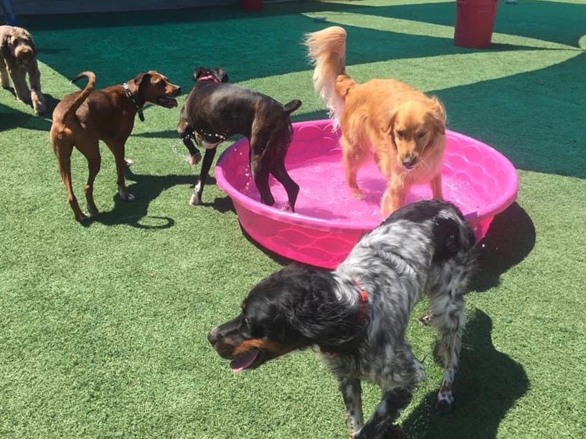 Underdog Kennels Dog Daycare and Boarding