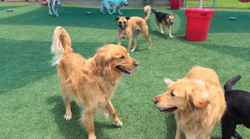 Underdog Kennels Dog Daycare and Boarding
