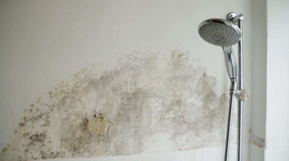 mold-above-shower