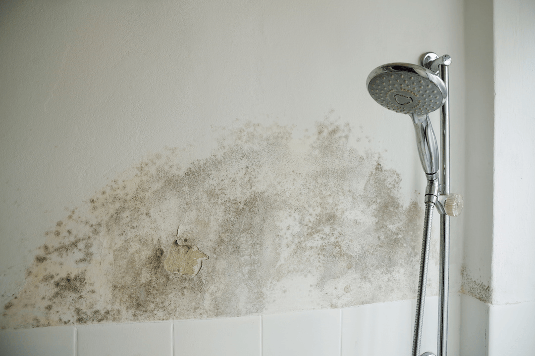 How to Remove Mold from Clothes Quickly and Effectively