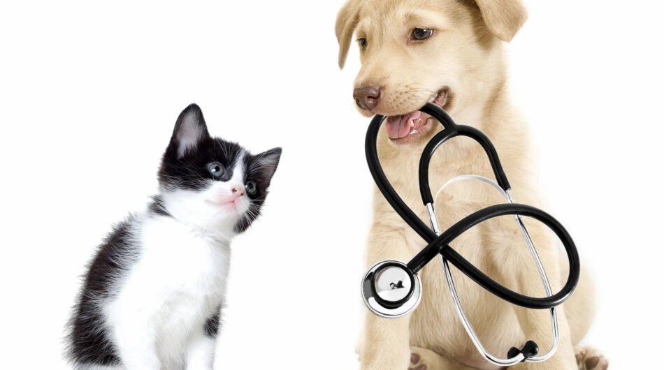 park-hills-animal-hospital