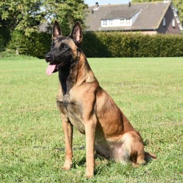 Trusted Protection Dogs for Sale Trained for Safety