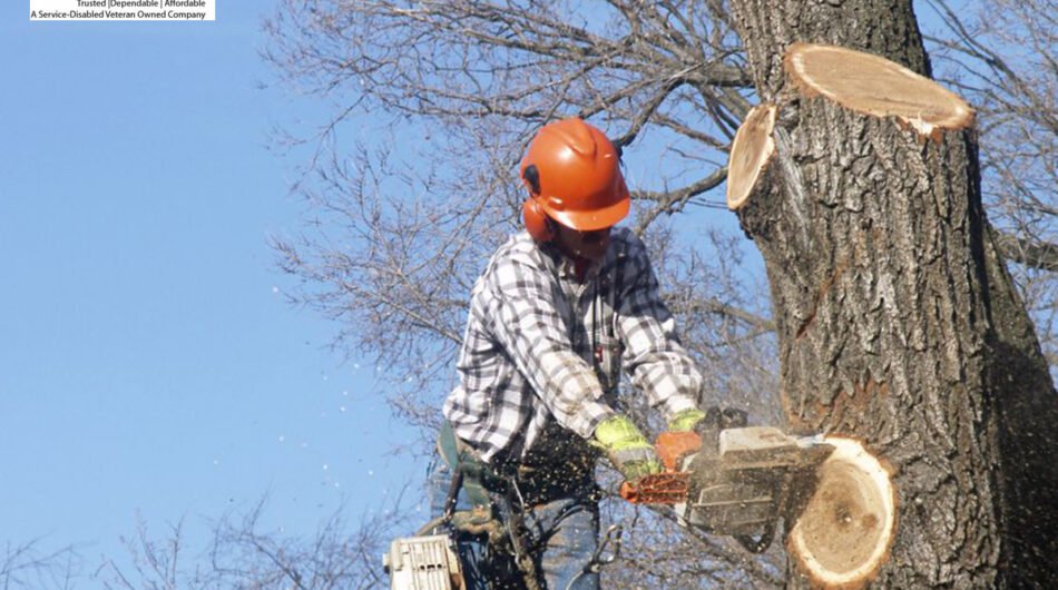 tree-service-montgomery-county-md