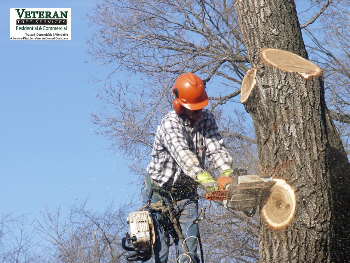 Trusted Professionals for Efficient Tree Removal