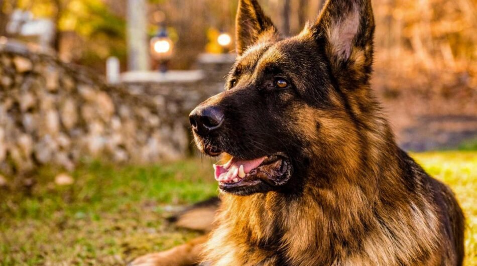 16c4d2_fa76f0e302a54c32a86cc19f4822600emv2