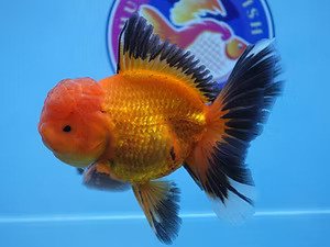Buy-Goldfish-Online