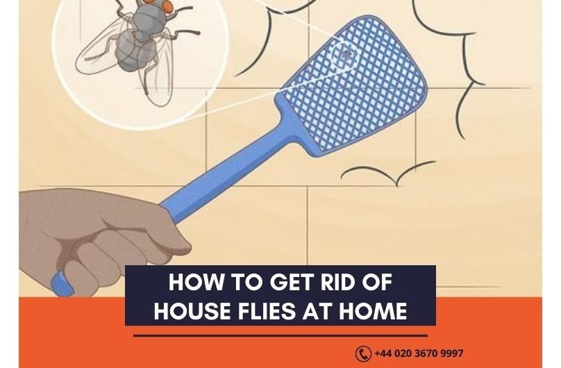How-to-Get-Rid-of-House-Flies-at-Home