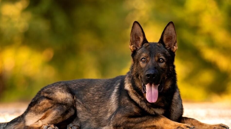 66330af866ca785709a1ebbf_CTA-image-1