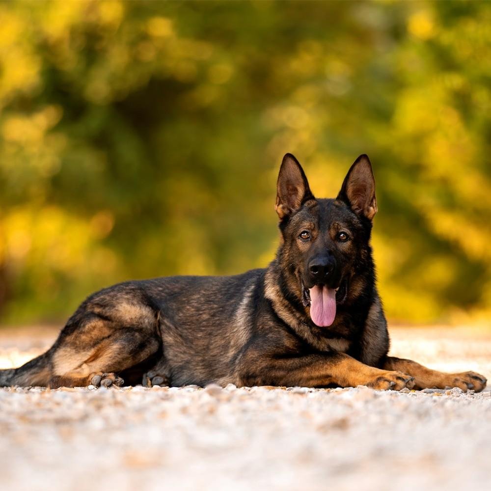 German Shepherd Trained for Sale Family Companions