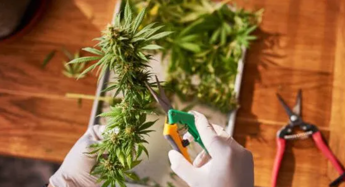 Best-Cannabis-Trimming-Scissors-1