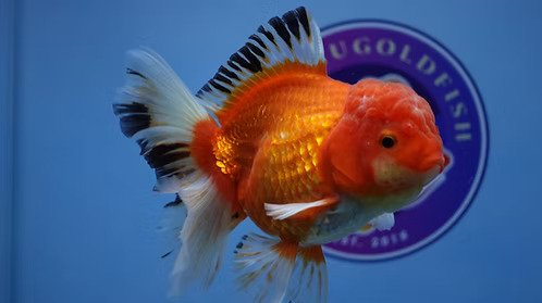 Best-Fancy-Goldfish-in-Austin