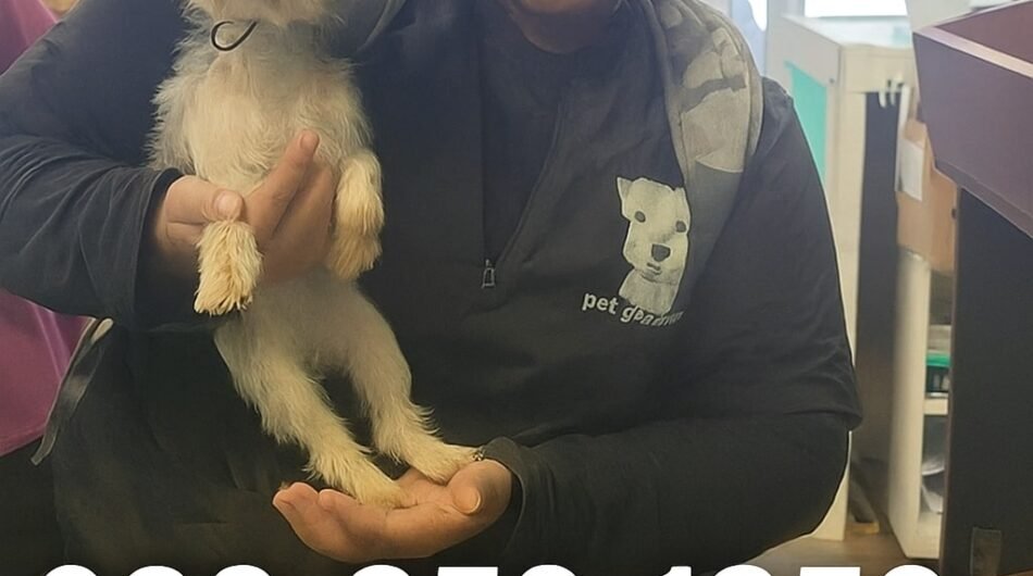 Dog-Grooming-at-My-Home-in-Nederland-TX