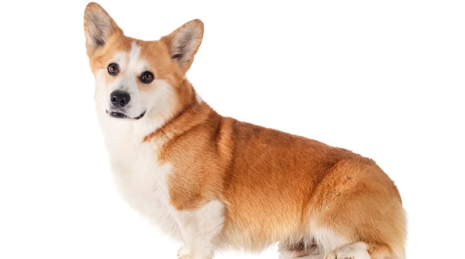 Pembroke-Welsh-Corgi