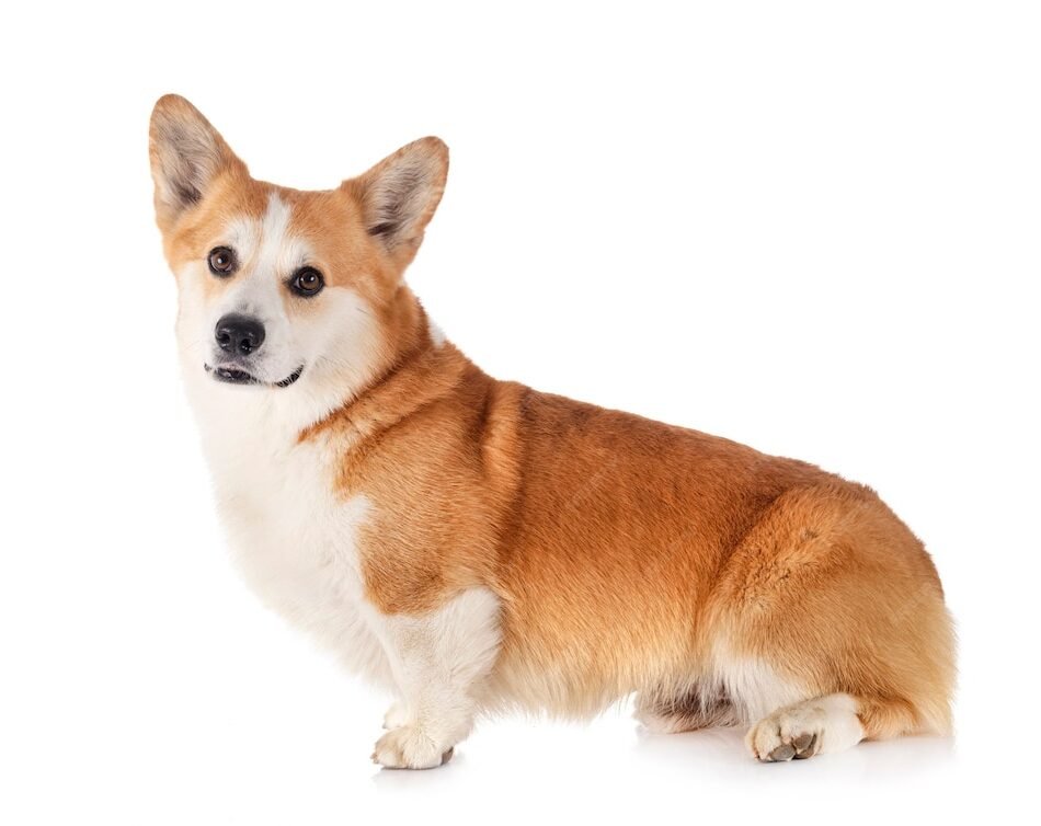 Pembroke-Welsh-Corgi