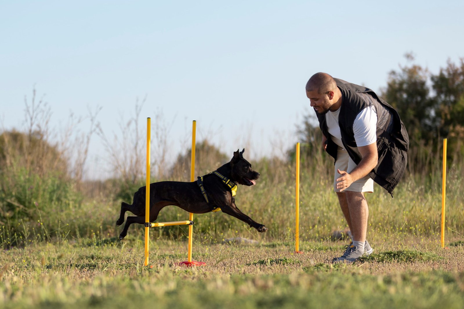 Aggressive Dog Training in Fulton, MO | Professional Behavior Help