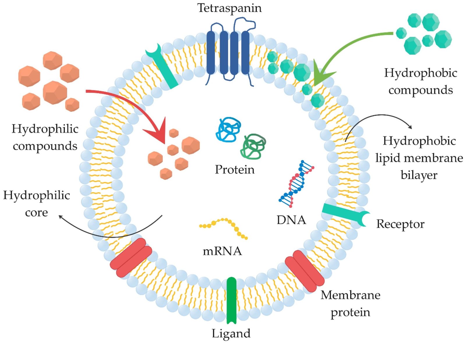 Unlocking the Future of Cellular Beauty Innovations