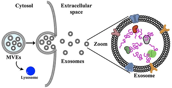 exosomes