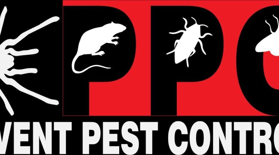 logo-default-slim-dark-small-DqmSOgJA-1