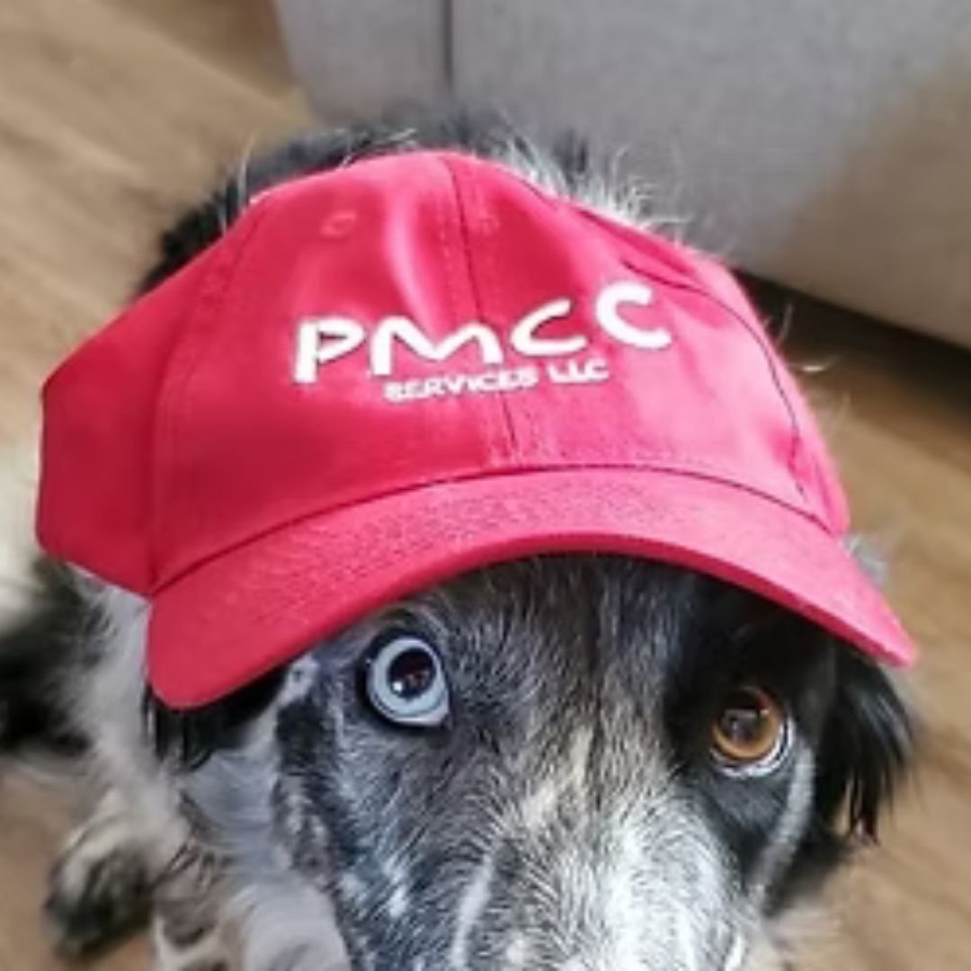 Dog Agility in NJ: Training Programs for Active & Competitive Dogs