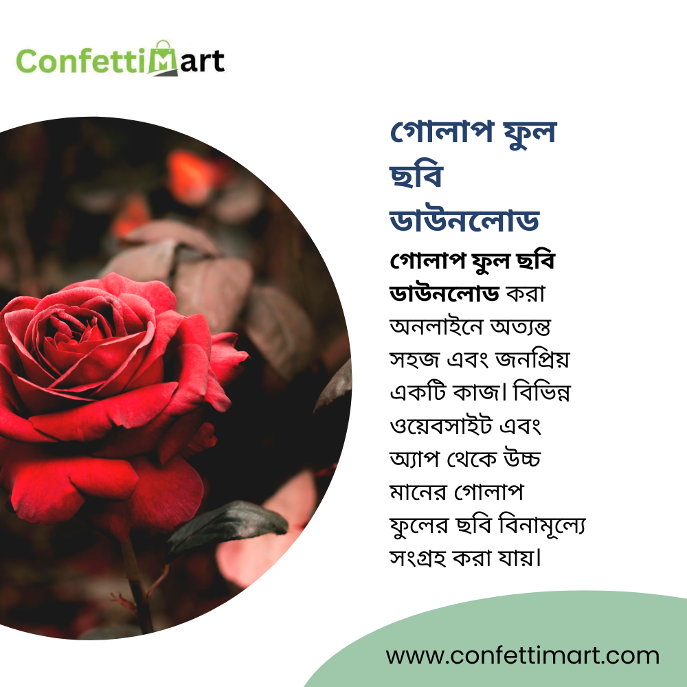 গোলাপ ফুল ছবি ডাউনলোড