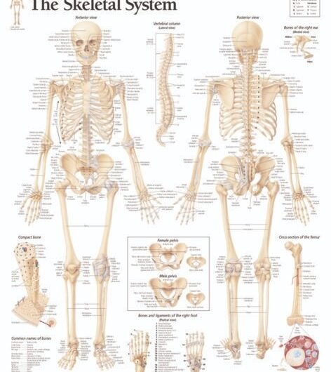 1000-Skeletal-Wall-Chart-472×600-1