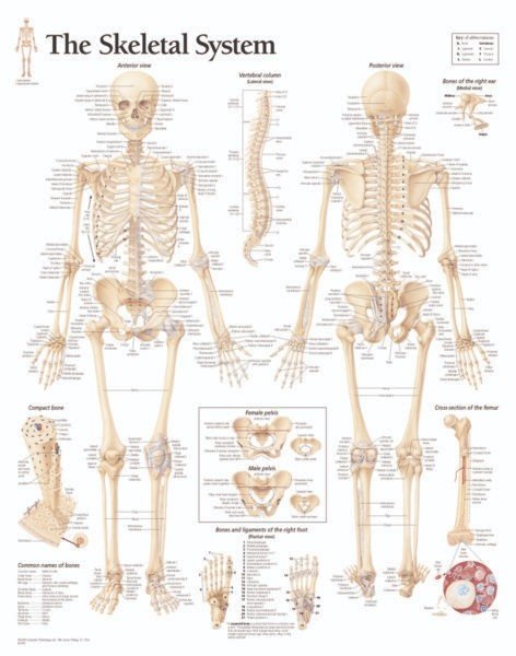Learn faster with human anatomy flip chart for students