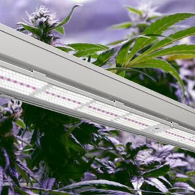 Best-Grow-Lights-For-Cannabis