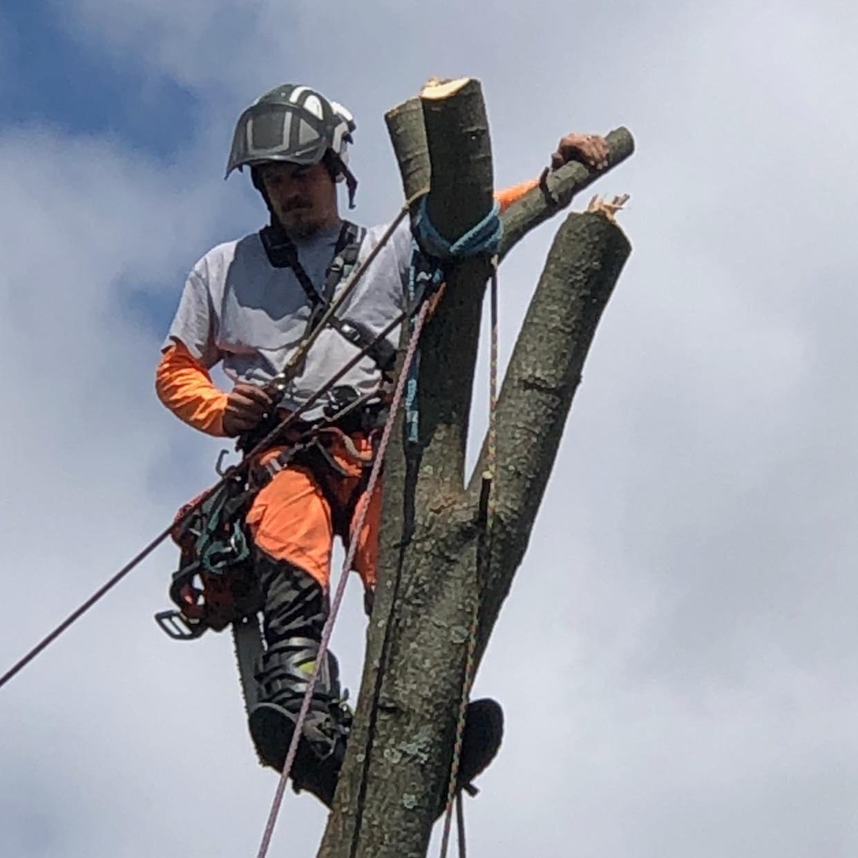 JJ Tree Service