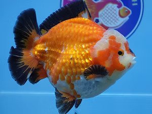 Online-Goldfish-Store
