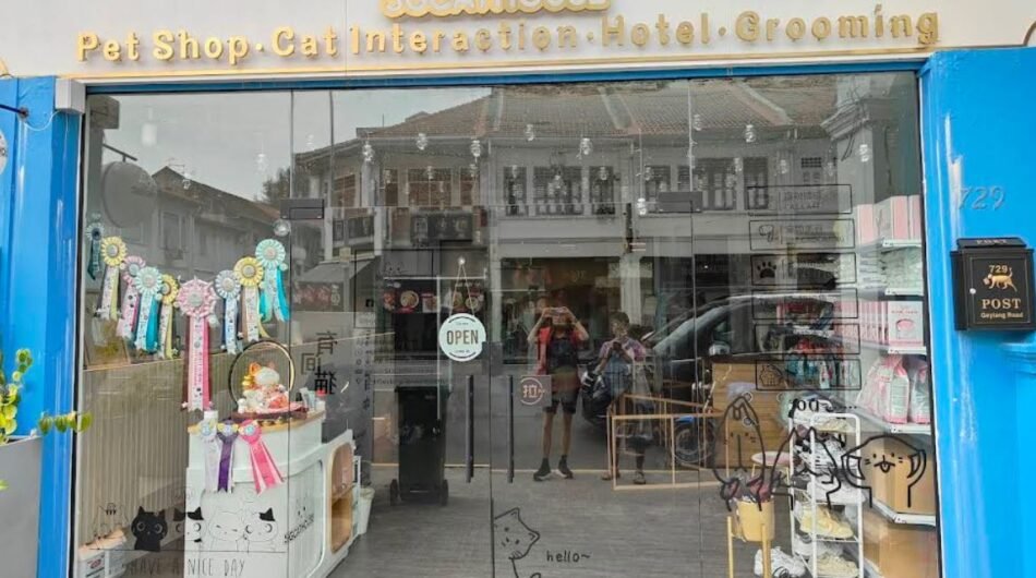 SGCatHouse-Cat-Cafe-Pet-Shop-Pedigree-Kittens-for-Sale